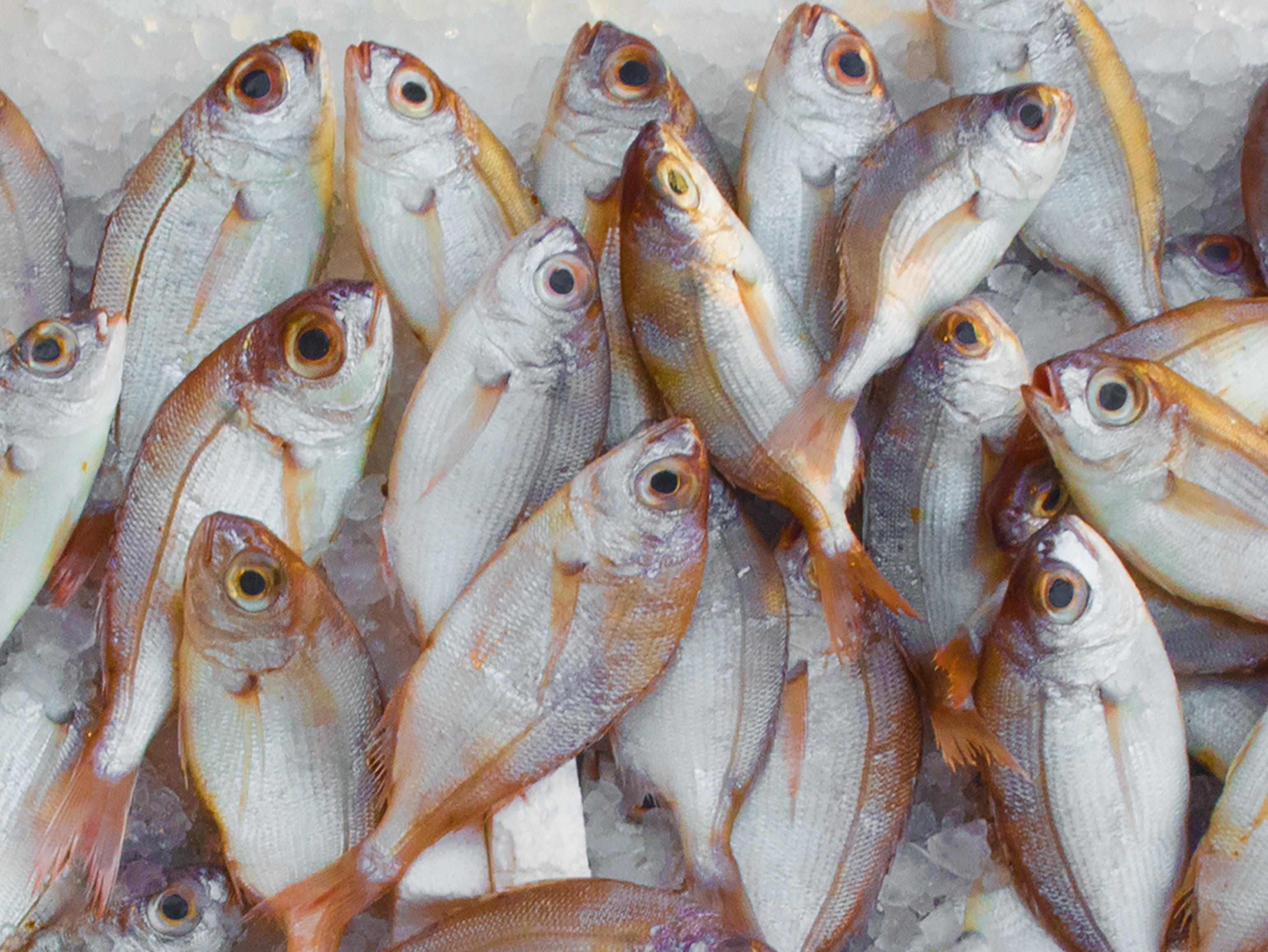 catch-fish-fish-market-229789