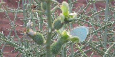 Climate Change Impacts on Water Availability in Namibia