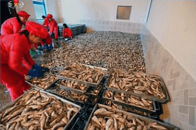 Filling trays with fish pre-mechinzation 2015-11-25 (KCTV, 2015-12-12)